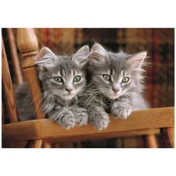 Clementoni Legpuzzel Kittens, 500st.