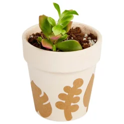 Colorations - Botanisch Knutselstickers, 400st.