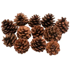 Colorations - Dennenappels, 12st.