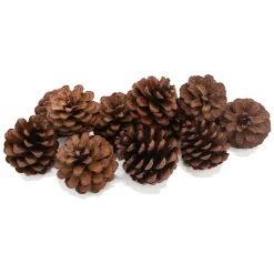 Colorations - Dennenappels, 12st.