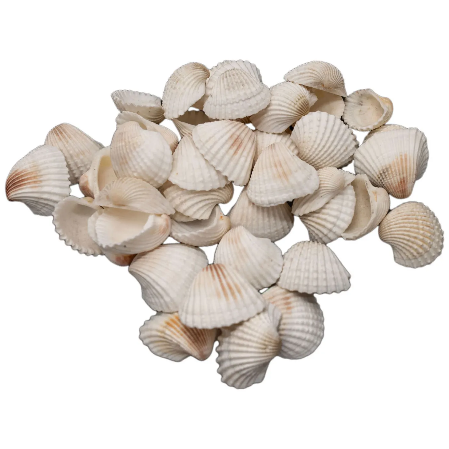 Colorations - Grote Ark Schelpen, 500 gram