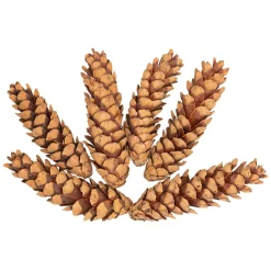 Colorations - Natuurlijke Strobuskegels, 6st.