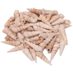 Colorations - Zeeschelpen Turritella, 550g