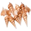 Colorations - Zeeschelpen Tibia, 400g