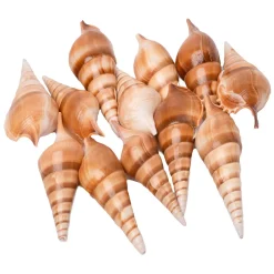 Colorations - Zeeschelpen Tibia, 400g