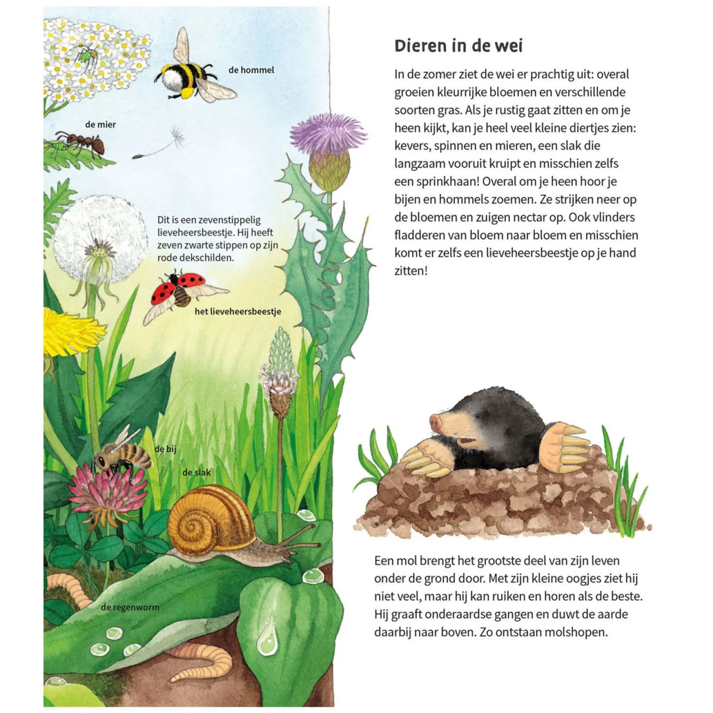 De Dieren Om Ons Heen Kartonboek (2-4 j.)