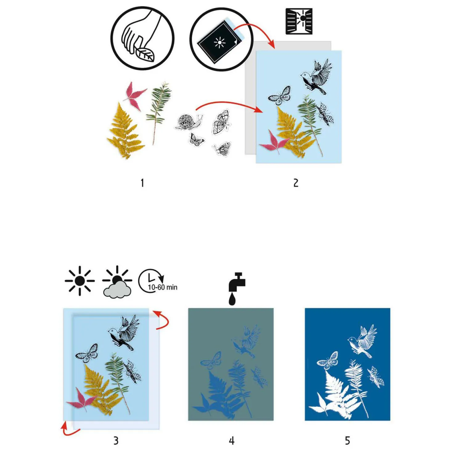 Djeco Knutselen Startpakket Cyanotype - Bladeren