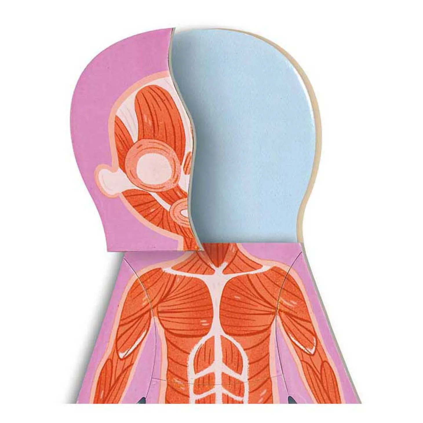 Hape Menselijk Lichaam Magnetische Puzzel - 63dlg.