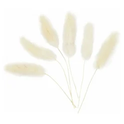 Hazenstaart Gras,  6st.