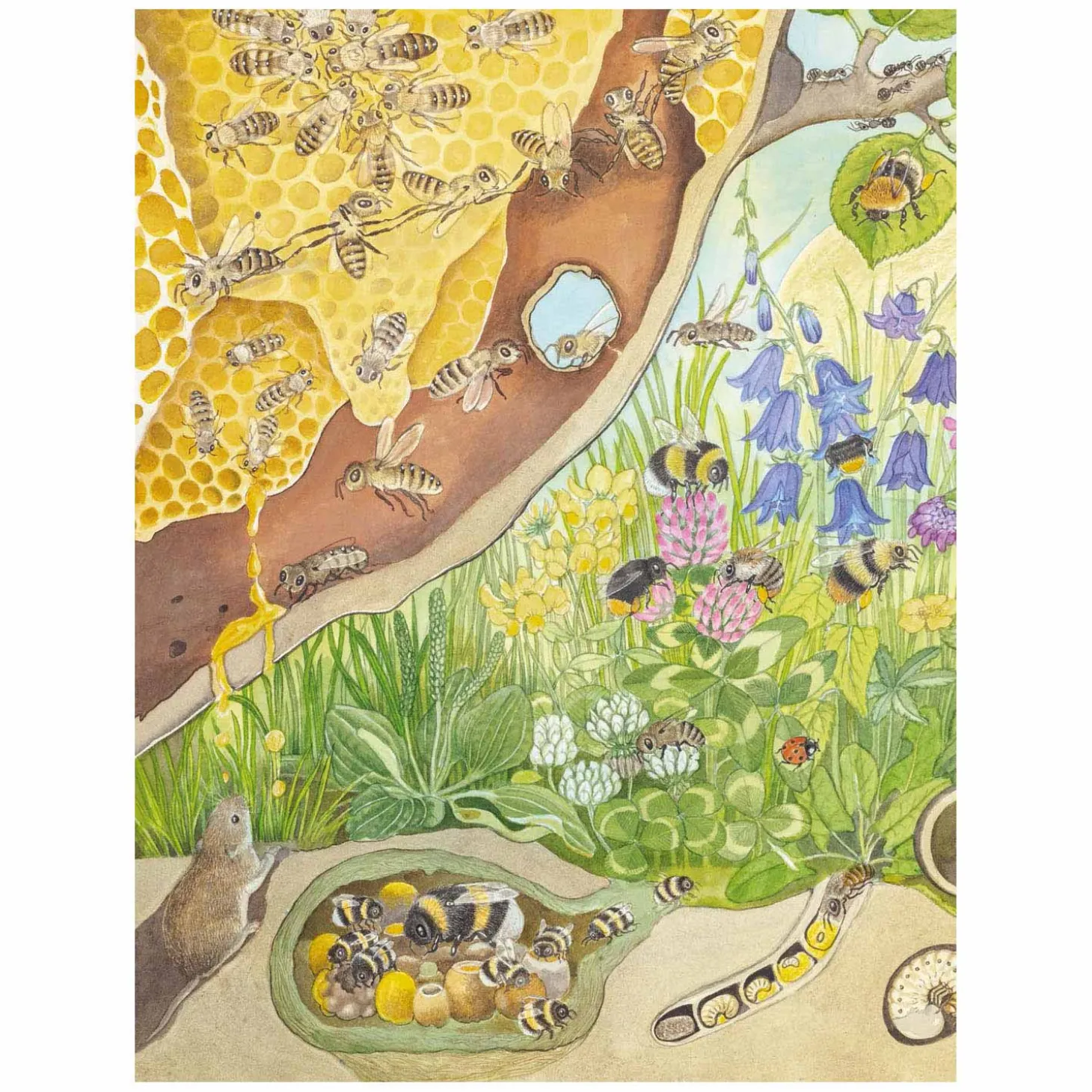 Kijk- en Zoekboek - Kriebeldiertjes