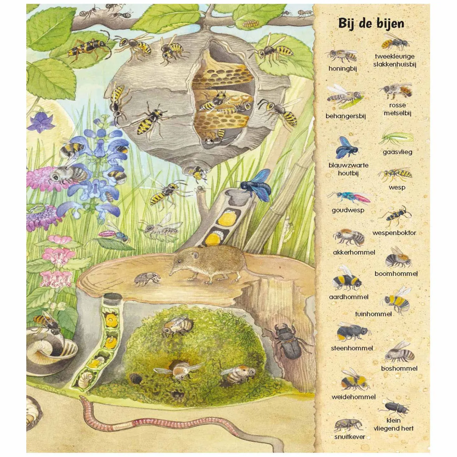 Kijk- en Zoekboek - Kriebeldiertjes