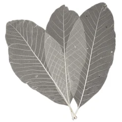 Lange Bladskeletten, 24st.