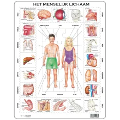 Larsen Het Menselijk Lichaam, 35st.
