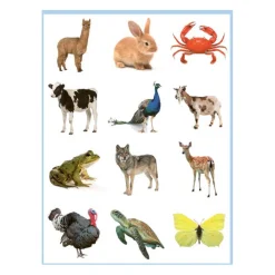 Lieve Dieren Kleur- en Stickerboek - 3-5 Jaar