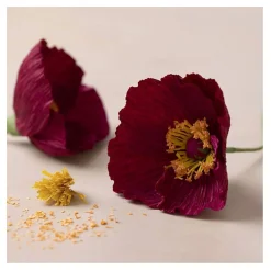 Mini Hobbyset Crepepapier Klaprozen