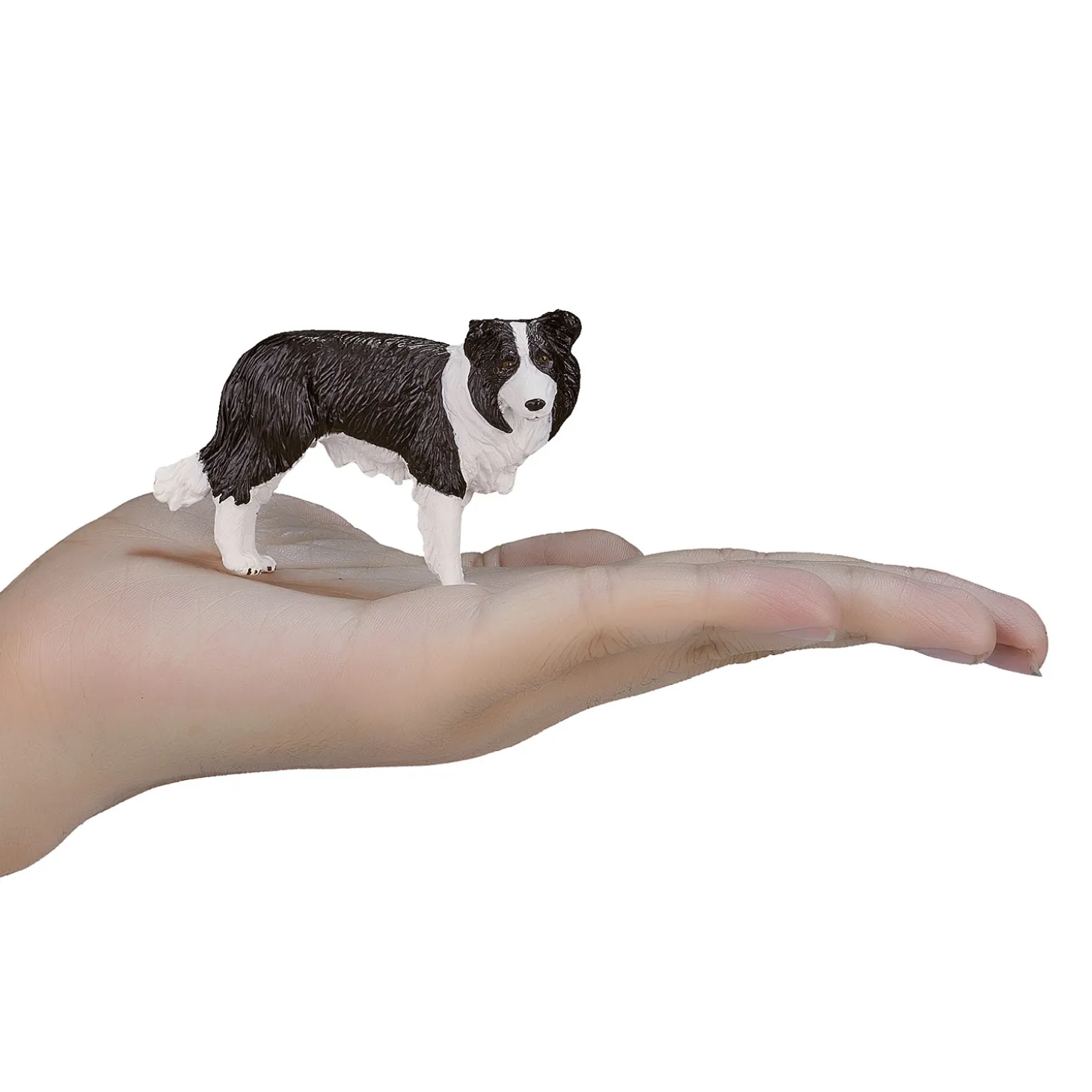 Mojo Farmland Border Collie - 387203