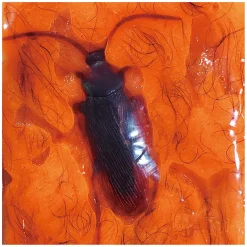 Oosh Harig Slijm met Insecten, 70gr.