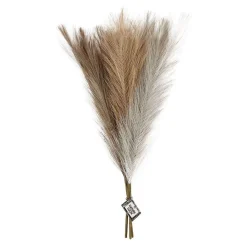Pampasgras Beige/Bruin/Grijs, 3st.