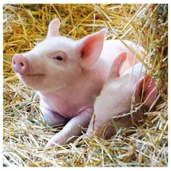 Ravensburger Boerderijdieren Legpuzzel, 2x12st.