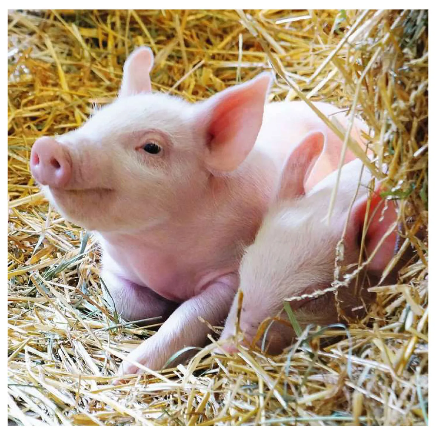 Ravensburger Boerderijdieren Legpuzzel, 2x12st.