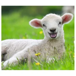 Ravensburger Boerderijdieren Legpuzzel, 2x12st.