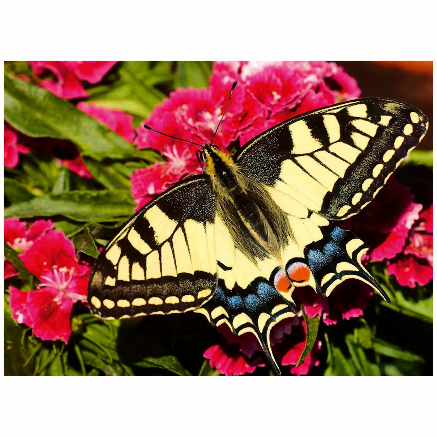 Ravensburger Legpuzzel Colorful Animals Vlinder, 500st.