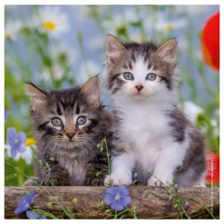 Ravensburger Legpuzzel Jonge Katjes, 3x49st.