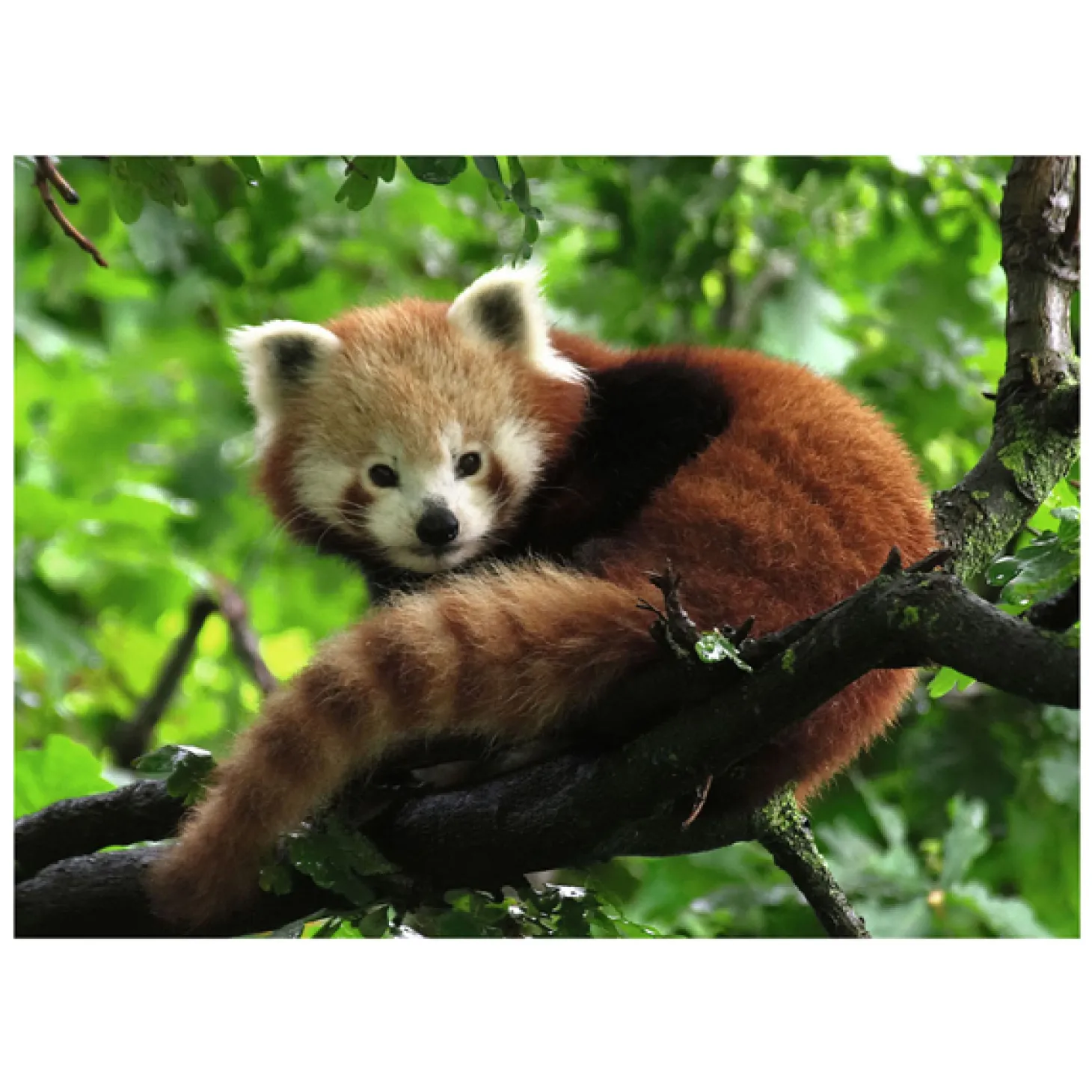 Ravensburger Legpuzzel Schattige Rode Panda, 500st.