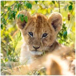 Ravensburger Puzzel Panda, Tijger en Leeuw, 3x49st.