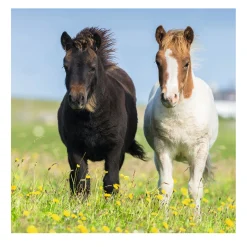 Ravensburger Schattige Pony's, 3x49st.