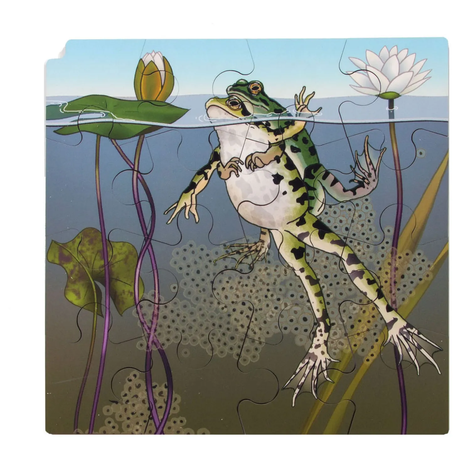 Rolf Connect - Groei en 4 Lagenpuzzel Hout Kikker, 86st.