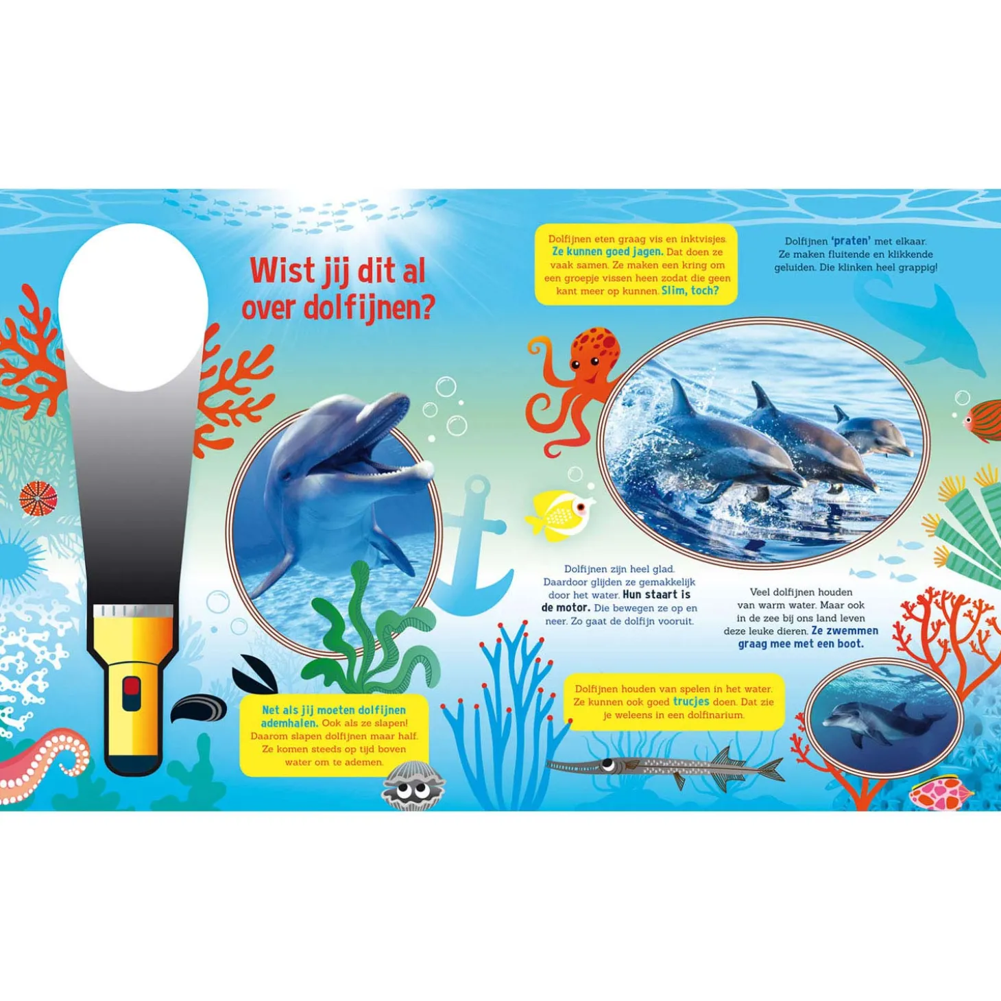 Speuren naar Dolfijnen + kartonnen zaklamp