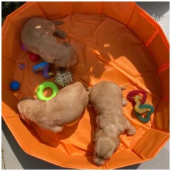 Swim Essentials - Bonebash Oranje Hondenbad, 80cm