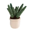 Take Me Home Knuffel Plant - Aloë Vera , 12-17cm